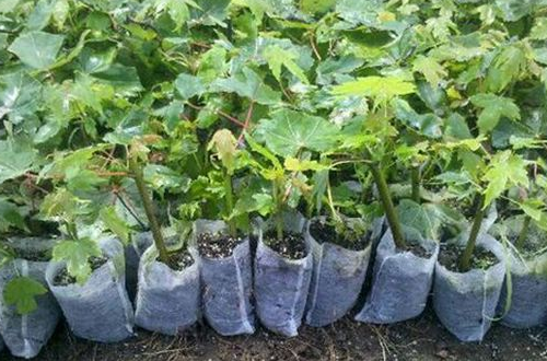 無(wú)紡布育苗袋