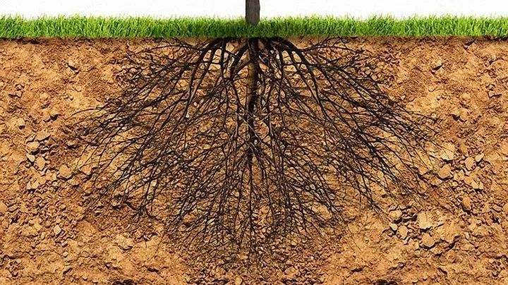 土壤環(huán)境檢測 土壤環(huán)境檢測